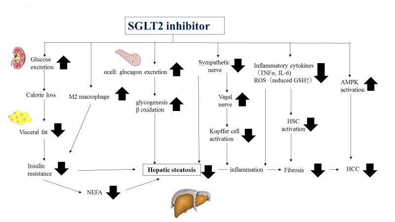 Hepatoprotective Effect of SGLT2 Inhibitor on Nonalcoholic Fatty Liver ...